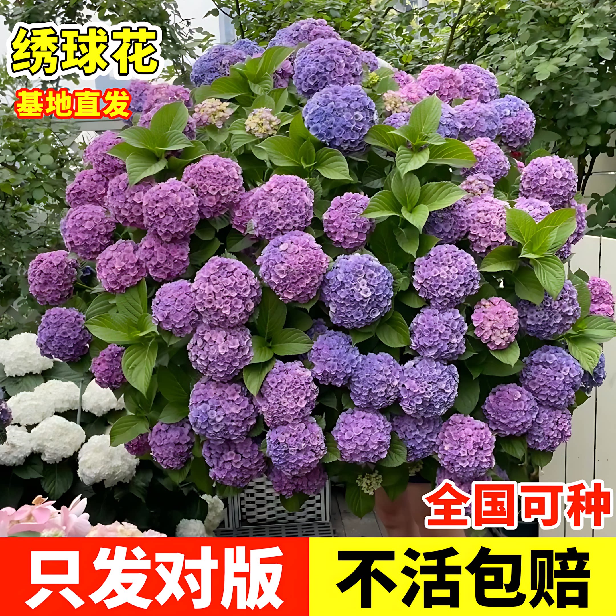 绣球花苗盆栽花卉植物室内好养