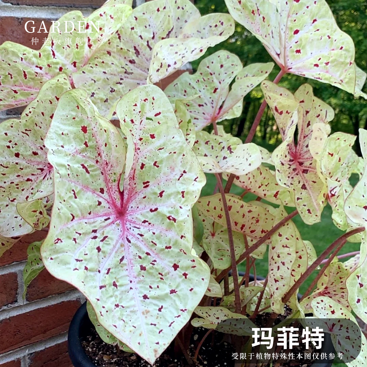 彩叶芋盆栽大球观叶植物好养活图片