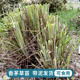 新鲜香茅草苗柠檬草种苗香茅草盆栽柠檬草盆栽泰国冬阴功香茅苗