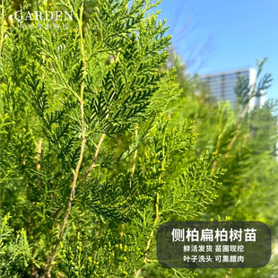侧柏叶树苗新鲜塔柏松柏扁柏树苗侧柏枝树苗洗头养护发熏腊肉树苗