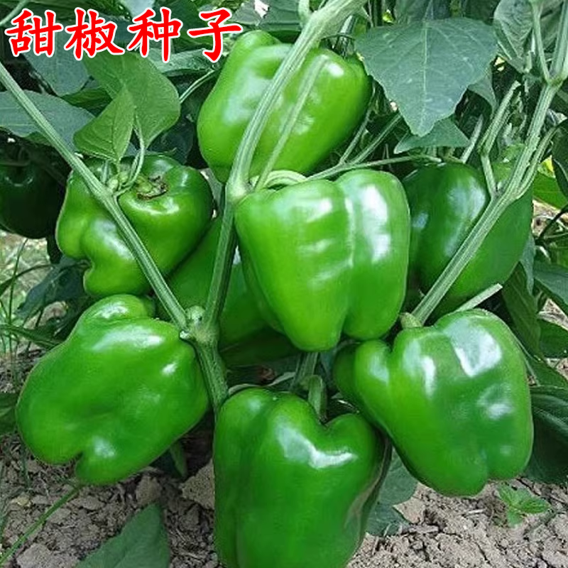 甜椒种子青椒菜椒灯笼椒辣椒种籽