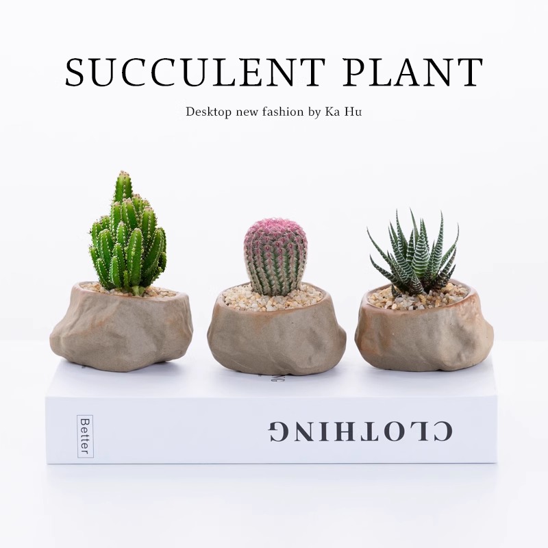 多肉植物万重山仙人掌小盆栽