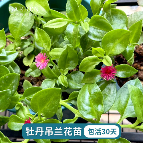 牡丹吊兰盆栽垂吊植物四季常绿