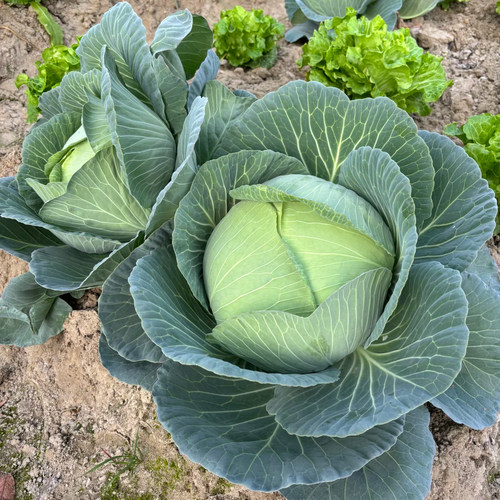 甘蓝种子种籽苗蔬菜秧苗包菜种孑