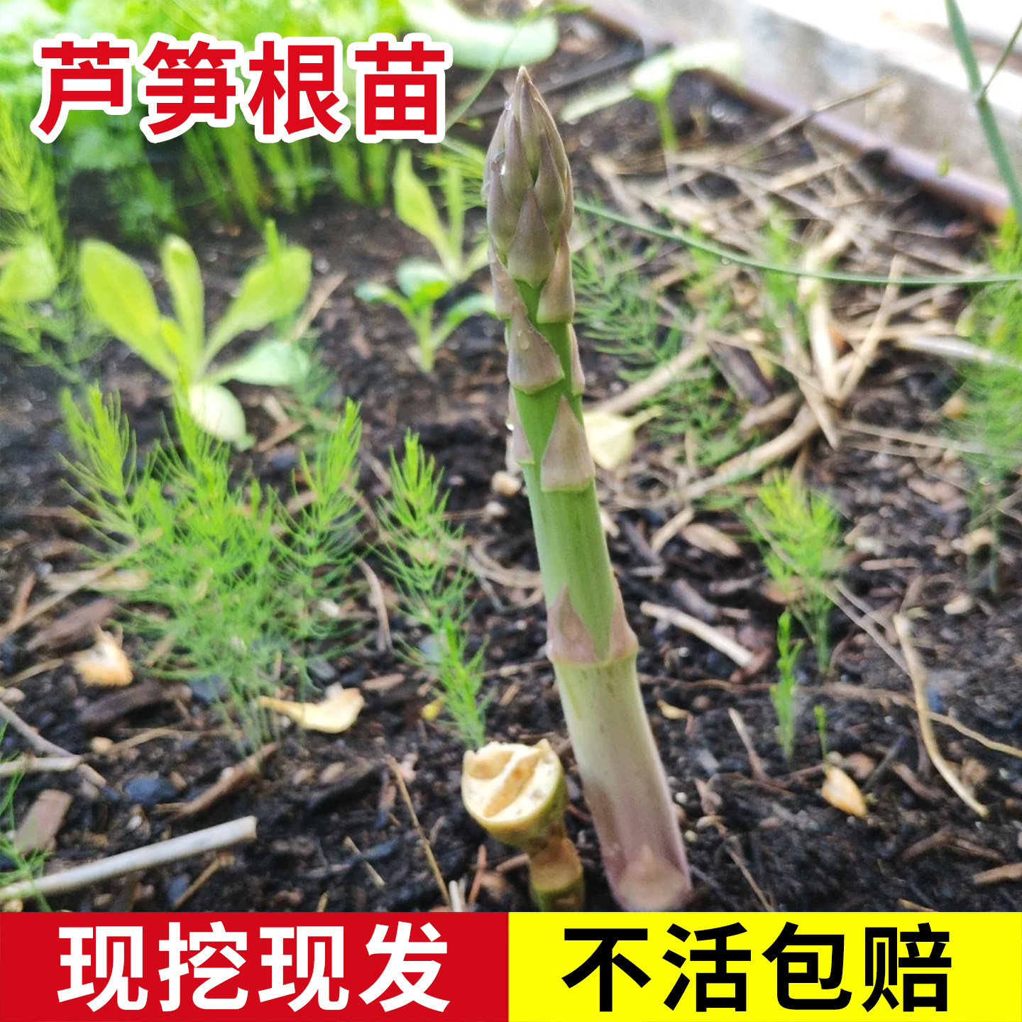 芦笋苗芦笋种根紫色芦笋苗根三年芦笋根四季多年生阳台盆栽蔬菜苗,鲜花速递/花卉仿真/绿植园艺,家庭园艺种子,淘宝优惠券,粉丝福利购,淘宝优惠卷