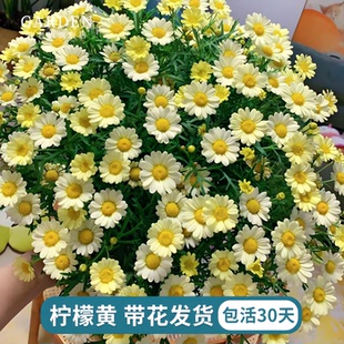 玛格丽特带花发货多年生洋菊苗阳台庭院盆栽地栽菊科草本花卉植物