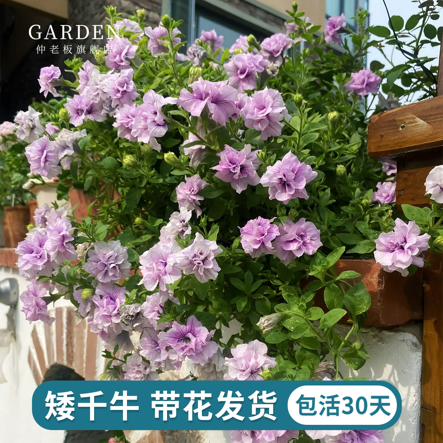 重瓣矮牵牛花苗盆栽带花苞大苗