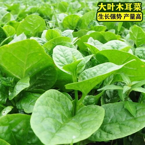 大叶木耳菜种籽青菜蔬菜种子四季