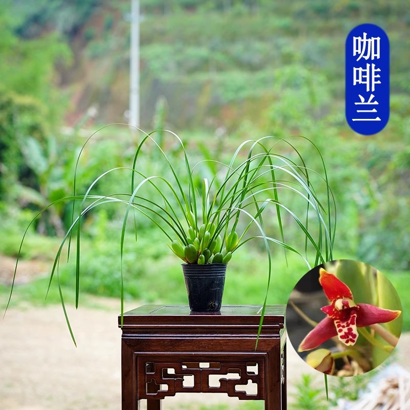 牛奶浓香水甜味咖啡兰室内好养