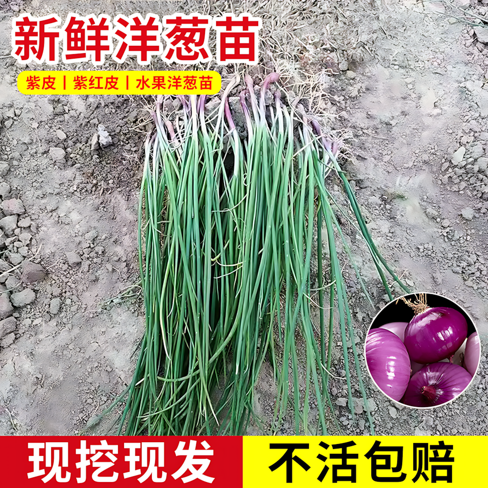 洋葱秧苗紫皮洋葱苗水果洋葱苗
