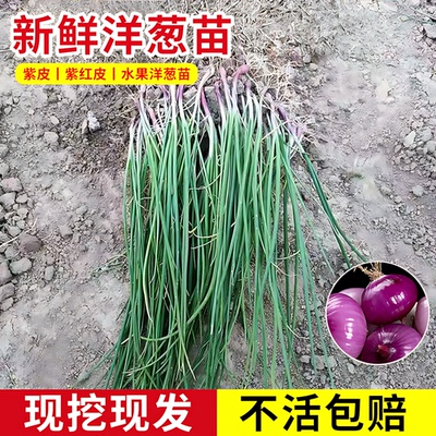 洋葱秧苗紫皮洋葱苗水果洋葱苗