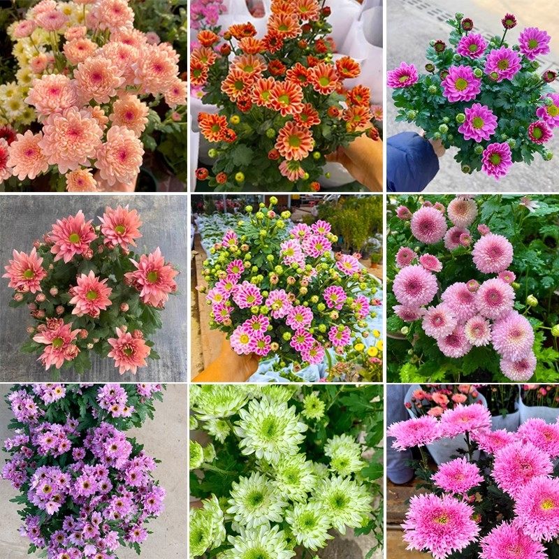 菊花盆栽带花苞荷兰菊大苗四季花阳台庭院耐寒耐热小雏菊花卉绿植