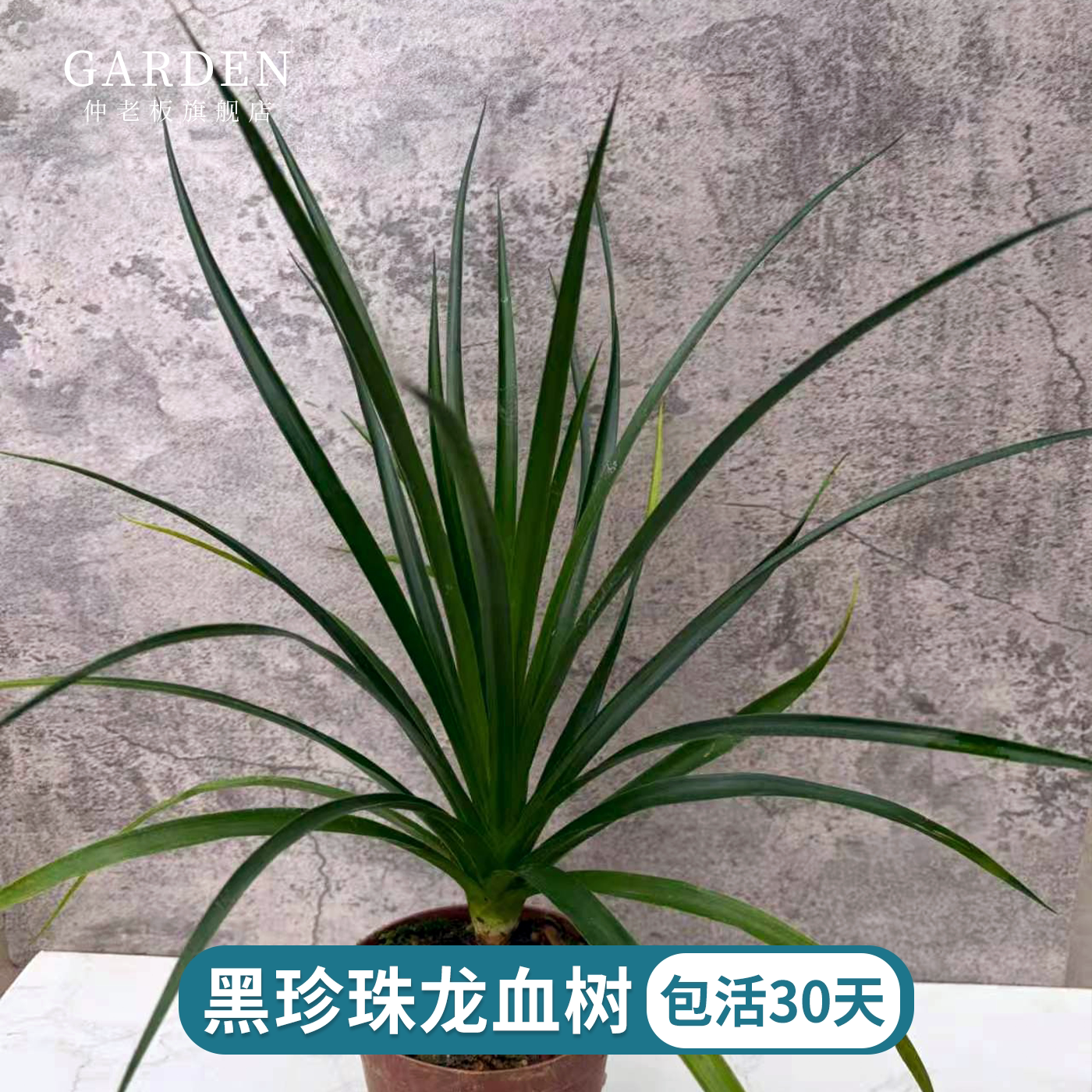 黑珍珠龙须树小苗大叶龙血树花卉图片