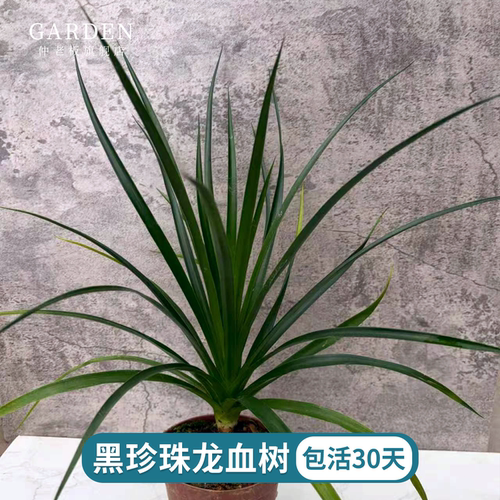 黑珍珠龙须树小苗大叶龙血树花卉