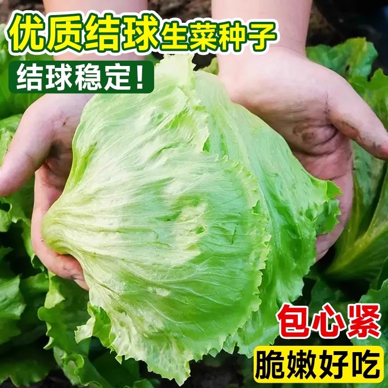 结球生菜种子四季阳台盆栽播种