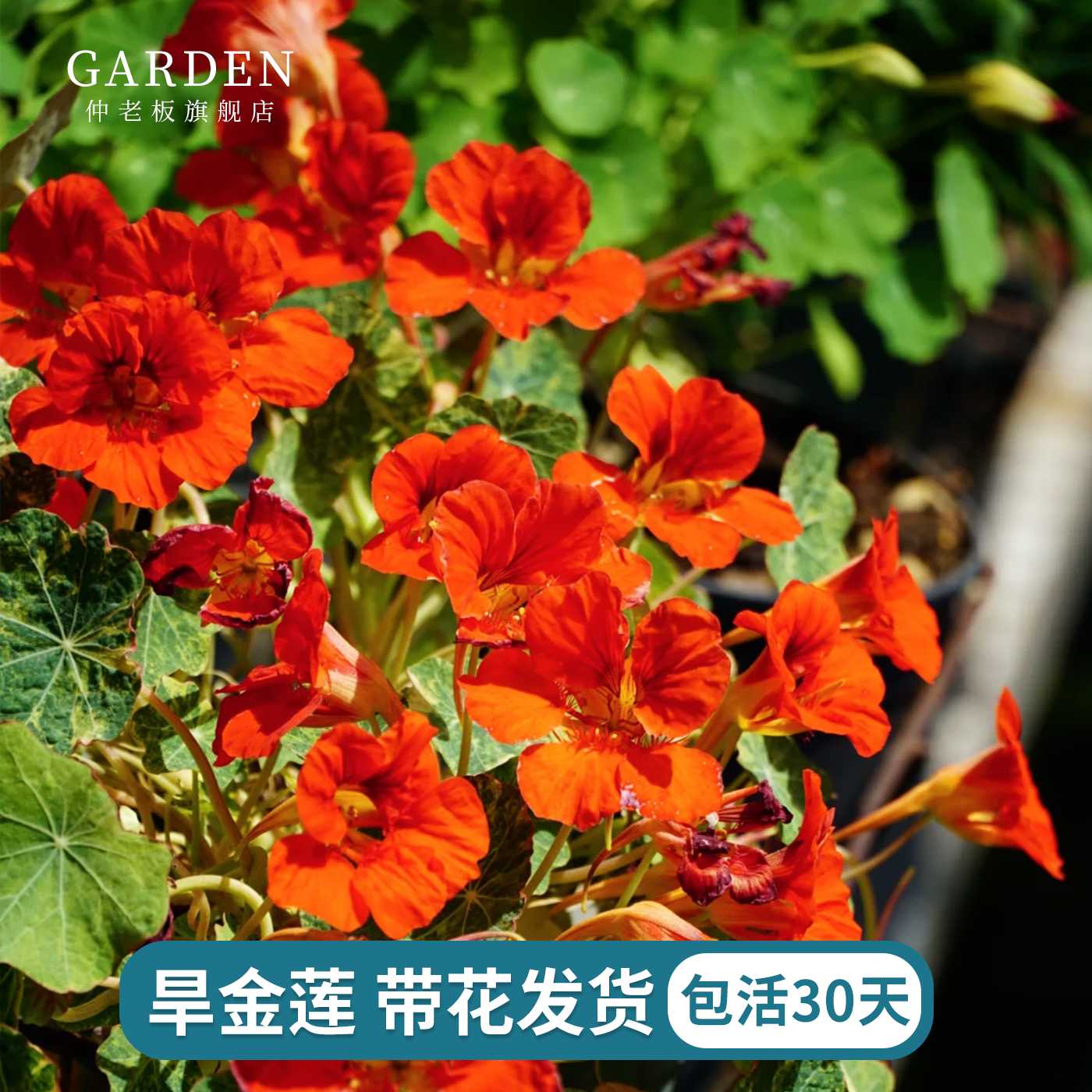 旱金莲盆栽带花旱荷花金莲花室内阳台开花花卉观花植物四季种易活,鲜花速递/花卉仿真/绿植园艺,时令草本花卉,淘宝优惠券,粉丝福利购,淘宝优惠卷