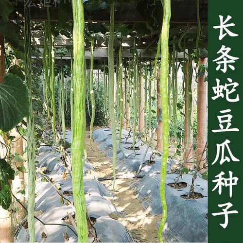 蛇豆蛇瓜种子四季播特大葫芦春季