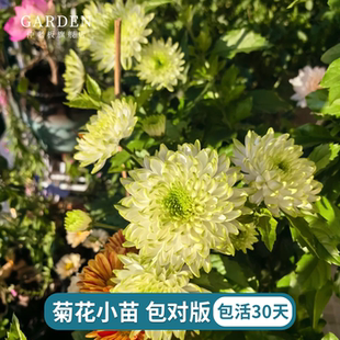 进口雏菊花苗宿根植物花苗好养活多季庭院楼顶花卉耐热盆栽切花菊