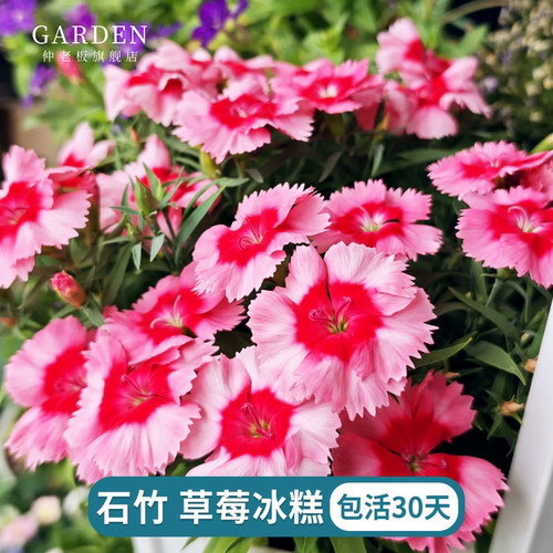欧石竹花苗初吻石竹多年生盆栽