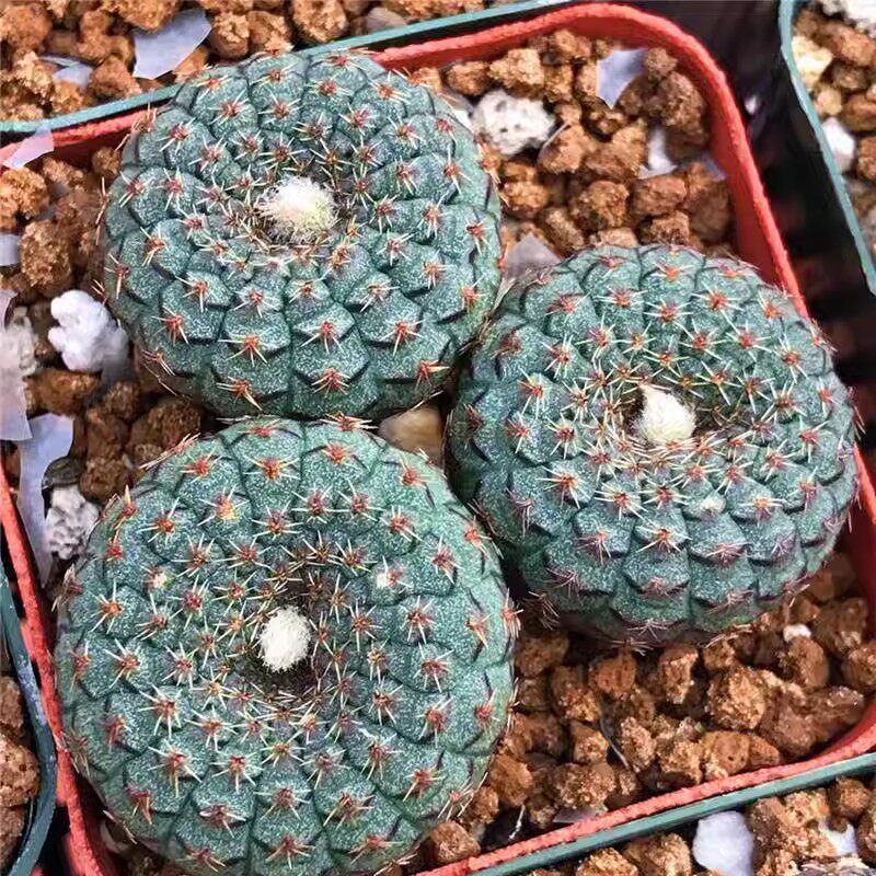 天惠丸实生小型士童属仙人球趣味开花趴刺仙人掌桌面防辐射小盆栽