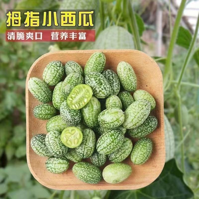 拇指小西瓜种子苗秧籽种迷你水果
