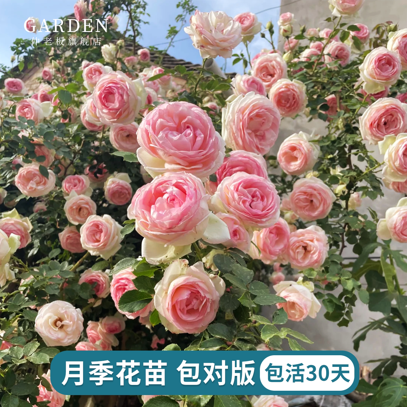 月季花苗爬藤灌木室内外容易开花图片