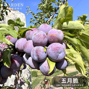 五月脆李子树苗嫁接果树苗凤凰李苗早熟一点红四川嫁接脱骨李子苗