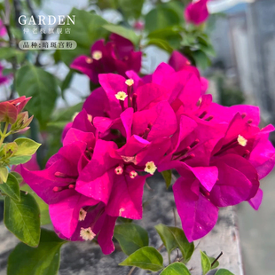 暗斑宫粉三角梅盆栽勤花老桩室内外爬藤植物红梅花卉四季开花好养