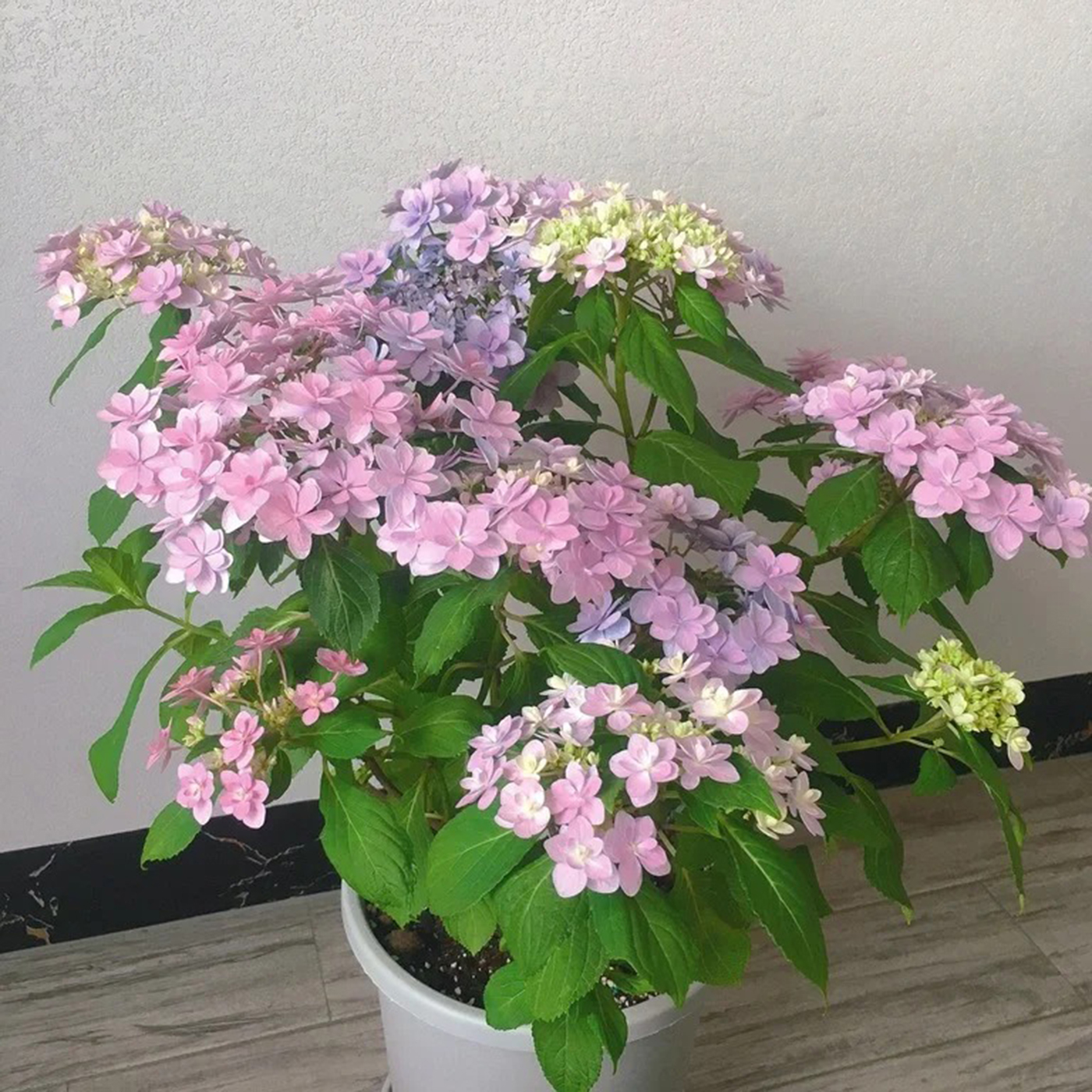 佳澄大花绣球花苗阳台庭院观花