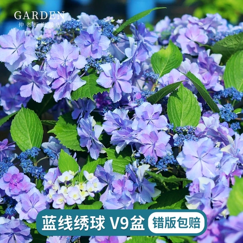 蓝线绣球花苗地栽庭院四季