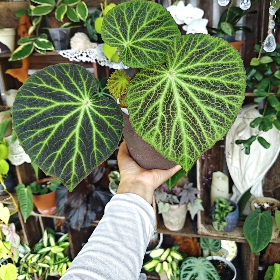 绿洲秋海棠网红ins风绿植盆栽图片