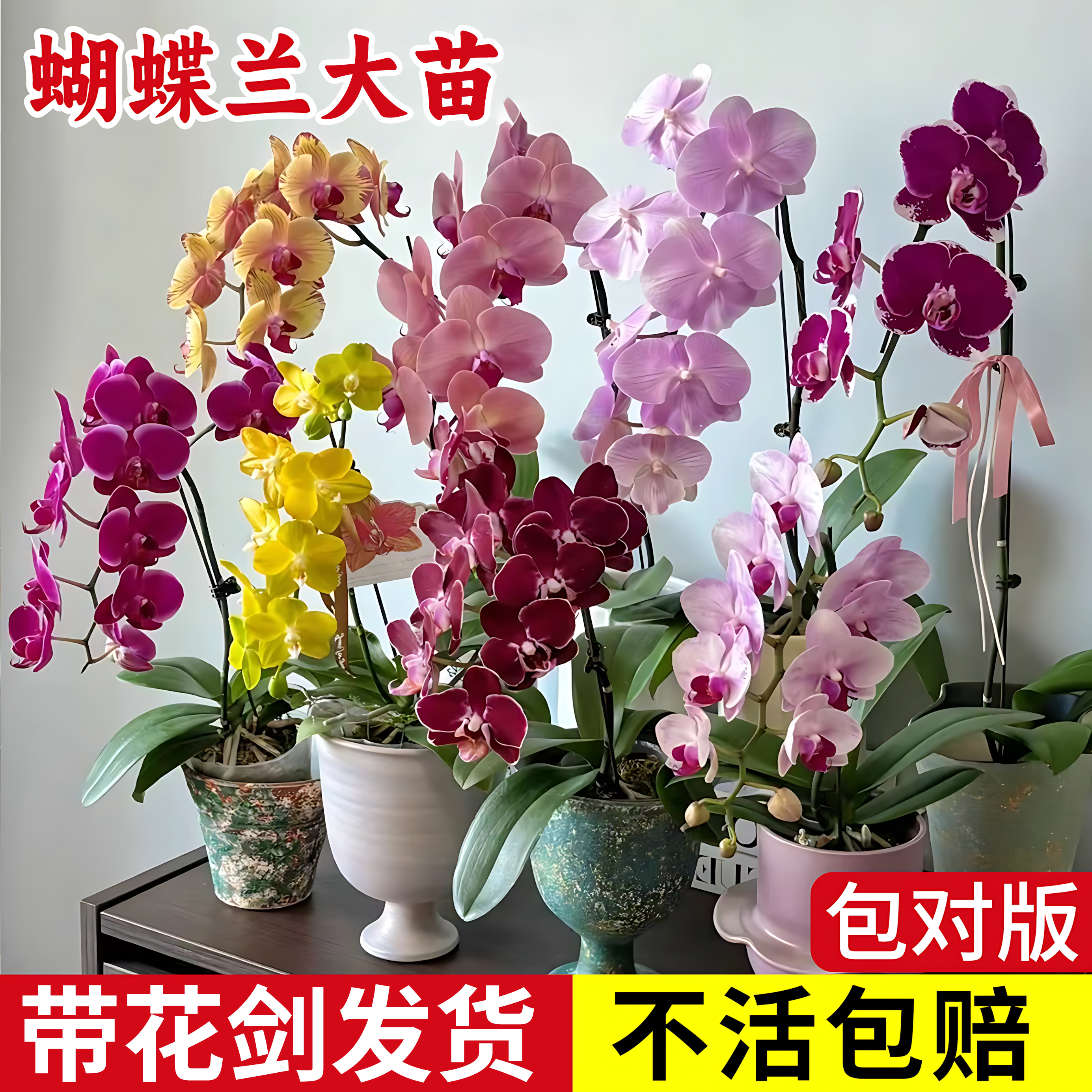 蝴蝶兰花苗带花剑带花苞盆栽年宵花大苗客厅室内植物花卉四季好养