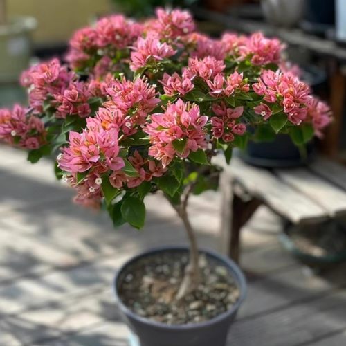 【塔黄塔橙塔紫】三角梅勤花品种