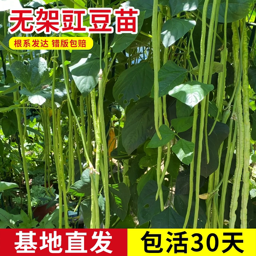 无架豇豆苗四季豆豇豆苗种子籽