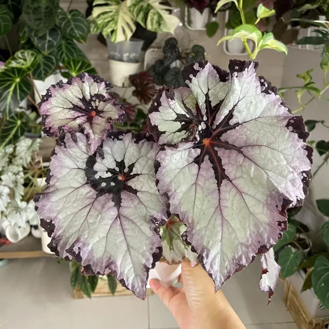 乌系列花花公子秋海棠室内办公室桌面阳台多年生高端观叶植物花卉