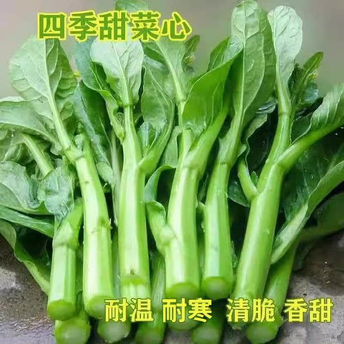 四季甜菜心种植25天收获青菜盆栽