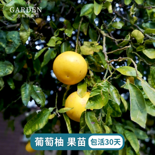 葡萄柚苗嫁接果树苗柚子苗黄金葡萄柚子树南北方地栽盆栽庭院种植