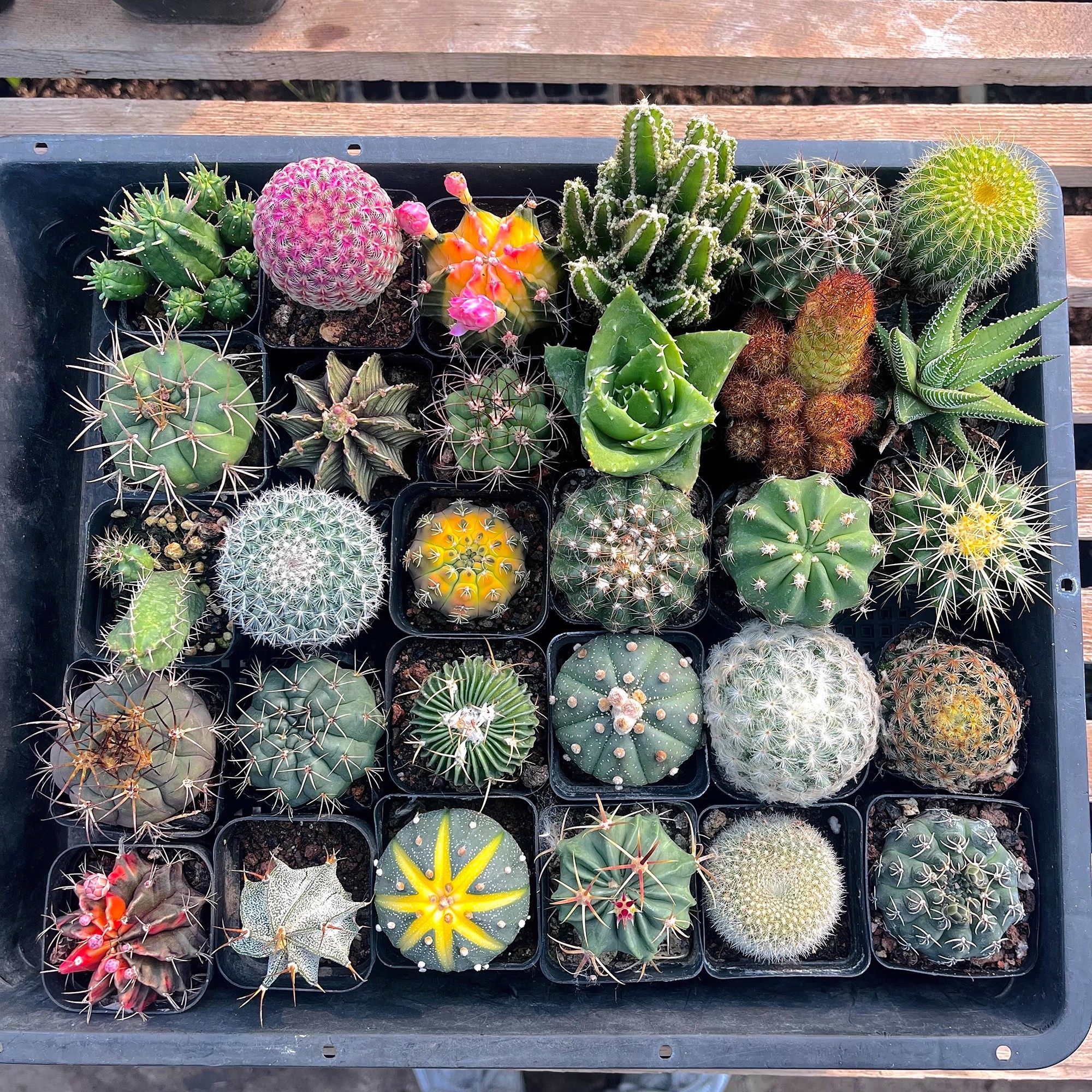 仙人球盆栽绯花玉容易开花好活净化空气易养活桌摆办公室花卉绿植,鲜花速递/花卉仿真/绿植园艺,多肉植物,淘宝优惠券,粉丝福利购,淘宝优惠卷