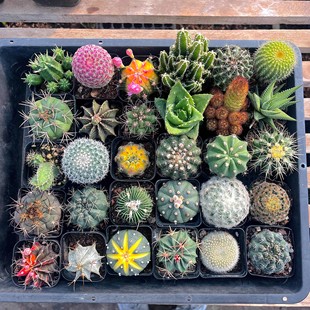 仙人球盆栽绯花玉容易开花好活净化空气易养活桌摆办公室花卉绿植