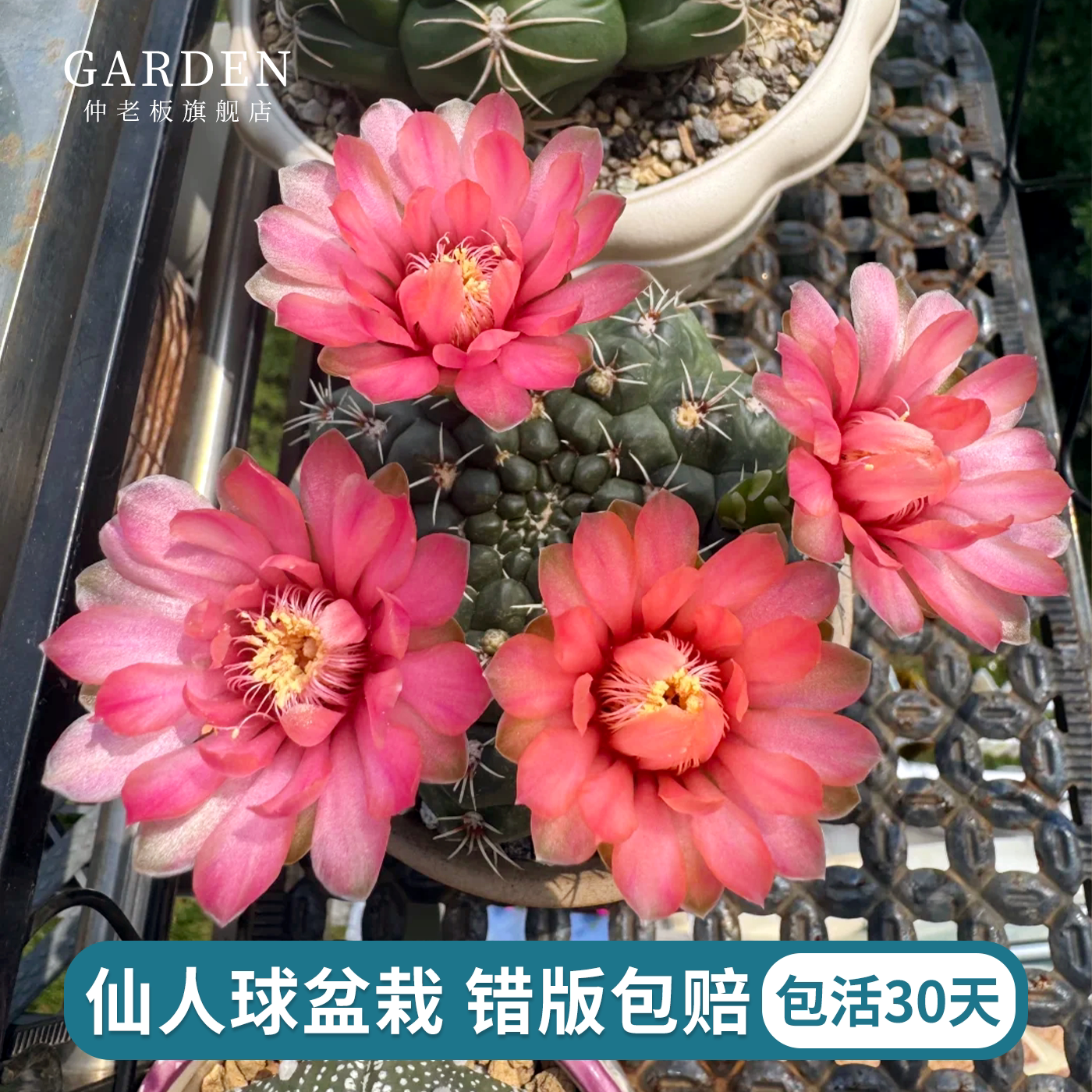实生仙人球合集星兜组合套餐绯花玉鸾凤玉多肉植物仙人掌盆栽开花