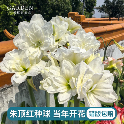 朱顶红种球重瓣阿弗雷地栽球根