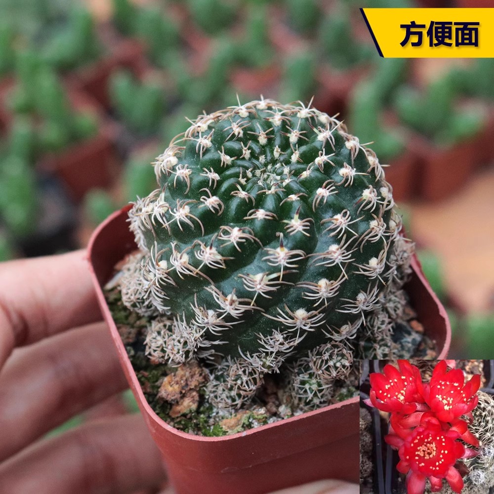 方便面仙人球开花趴刺乌艳丸盆栽