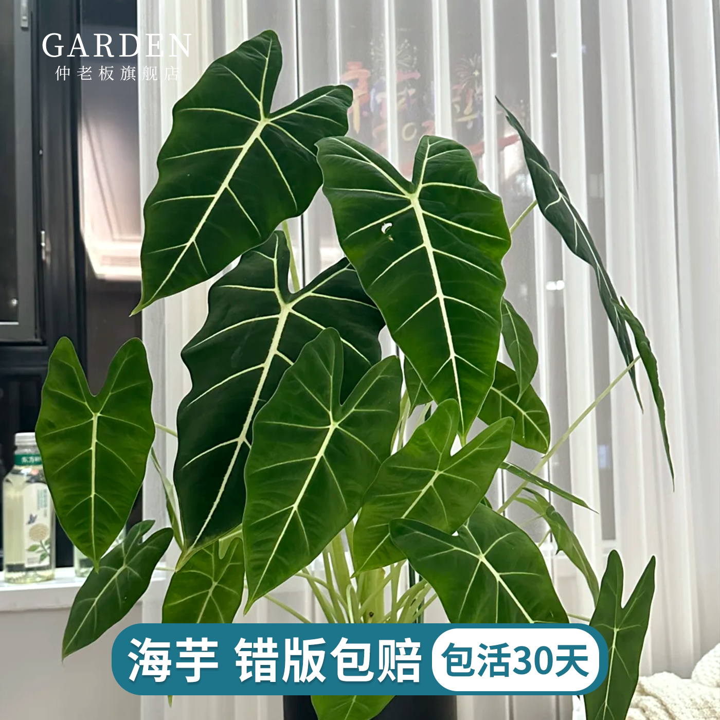 绿天鹅绒海芋热带植物彩叶芋绿植盆栽北欧风室内外好养活观叶植物