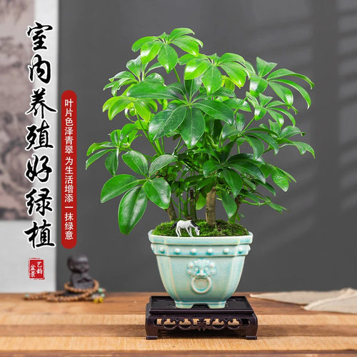 七叶莲盆栽鸭脚木办公茶几盆栽
