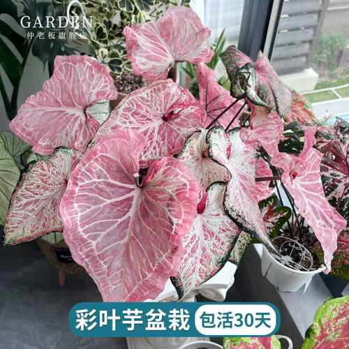 彩叶芋胡椒薄荷粉色飞溅盆栽花卉
