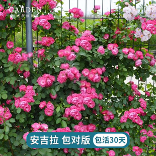 安吉拉月季花中小苗盆栽丰花多头阳台庭院爬藤蔷薇花苗多季开花