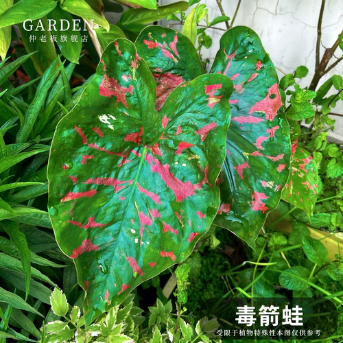 彩叶芋盆栽大球观叶植物好养活