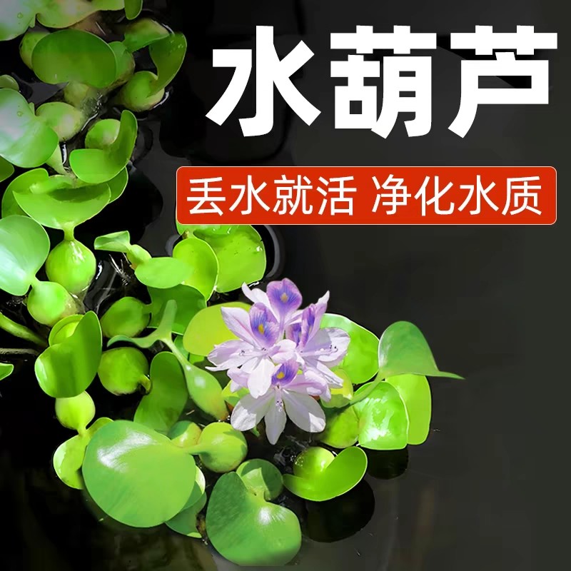 水芙蓉水浮莲水浮萍水葫芦水生