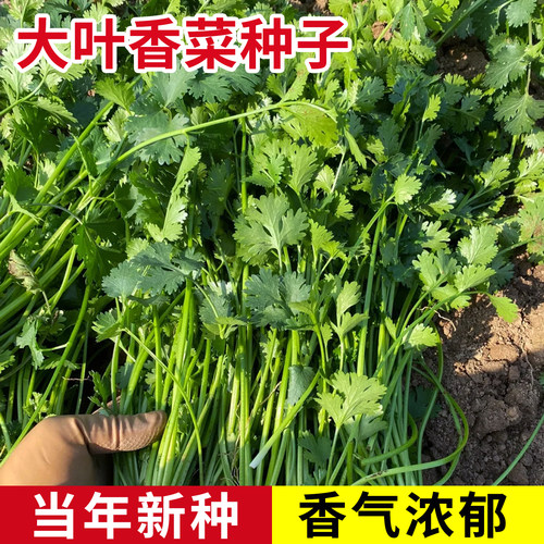 大叶香菜种子种植季农家家庭种
