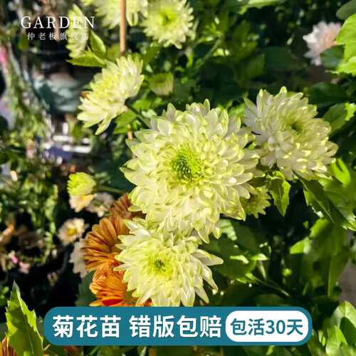 进口雏菊花苗宿根植物花苗切花菊
